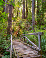 Bridge to the Forest - Norte State Park