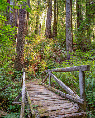 Bridge to the Forest - Norte State Park