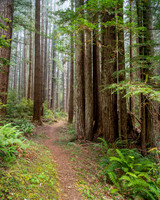 Walk into the Redwoods - Del Norte State Park