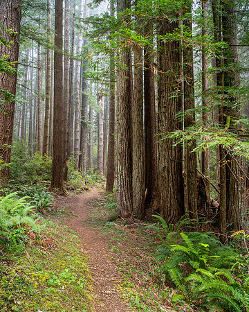 Walk into the Redwoods - Del Norte State Park