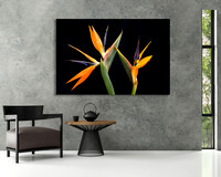 "Tango" shown 24x36in