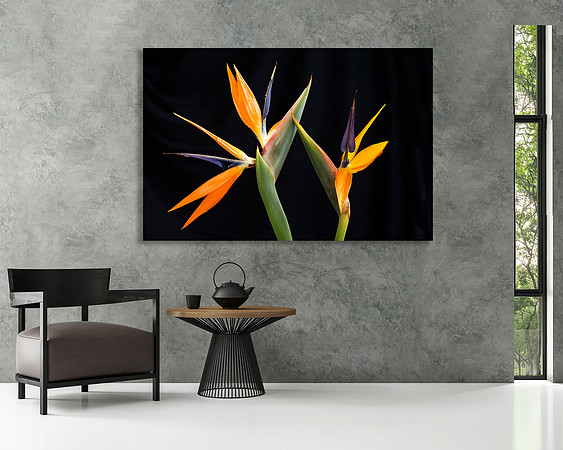 "Tango" shown 24x36in