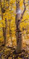 Uniqueness - Aspen Lake Tahoe