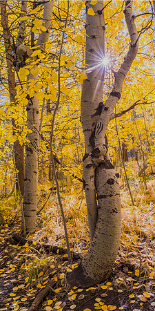 Uniqueness  - Aspen Lake Tahoe