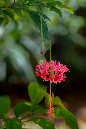 Spider Hibiscus- Belize