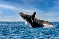 Show Off - Humpback Hawaii