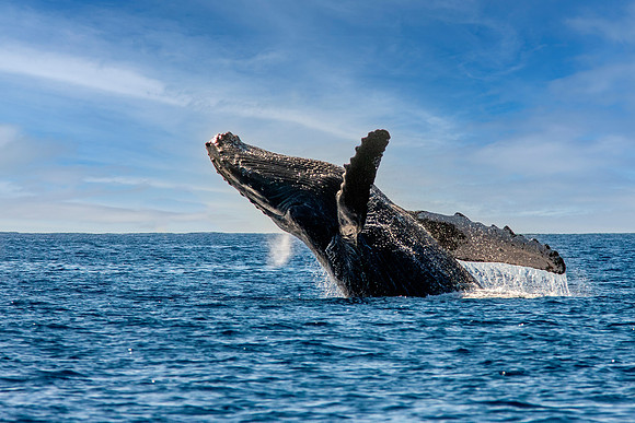 Show Off - Humpback Hawaii