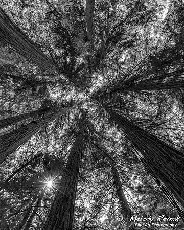 Redwood Fairy Ring  LE -CA