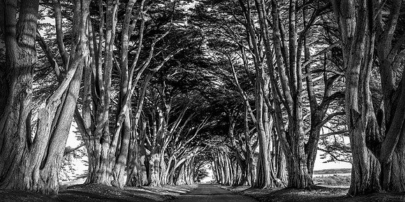 Sun Kissed LE - Cypress Tunnel CA