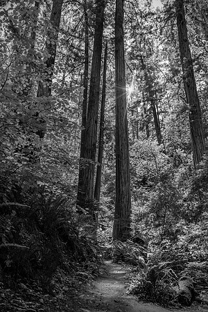 Solitude LE - Redwood National Forest CA