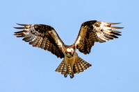 Osprey - Yellowstone NP
