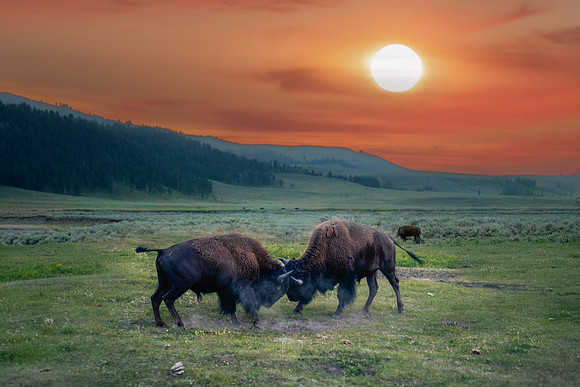 Rutting at Sunset - Bison in Yellowstone NP