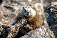 Marmot - Yellowstone