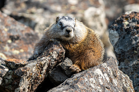 Marmot - Yellowstone