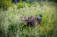 Moose through the Wildflowers - Yellowstone NP