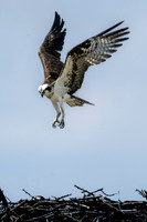 Osprey Nesting - Yellowstone NP