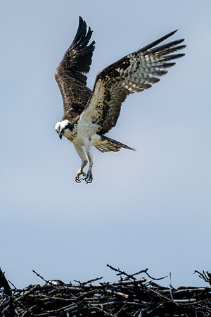 Osprey Nesting - Yellowstone NP
