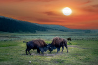 Rutting at Sunset - Bison in Yellowstone NP