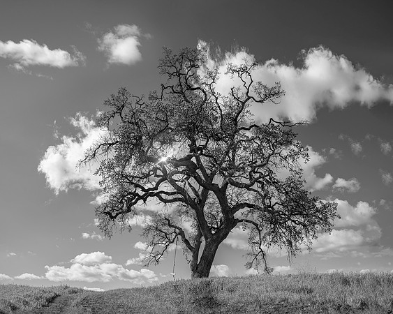 Stand Strong LE -Mount Diablo