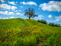 Springtime - Mount Diablo