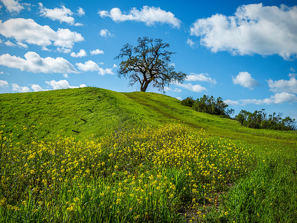 Springtime - Mount Diablo