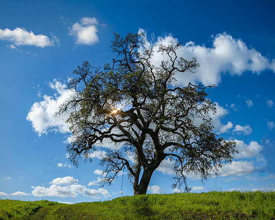 Stand Strong LE - Mount Diablo