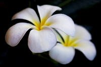 Simple Plumeria - Hawaii