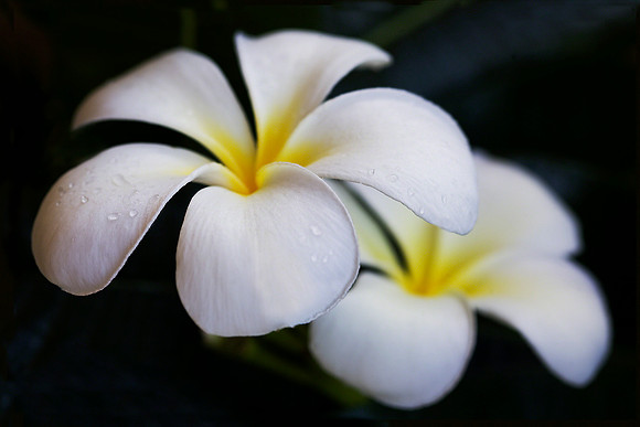 Simple Plumeria - Hawaii