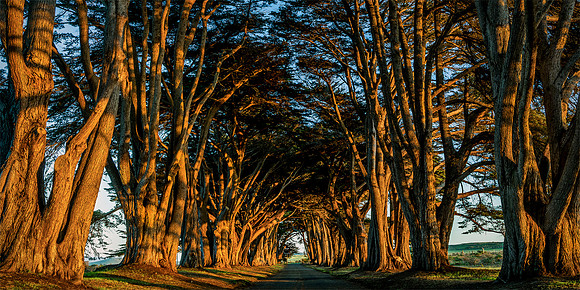 Cypress Tunnel LE - Point Reyes