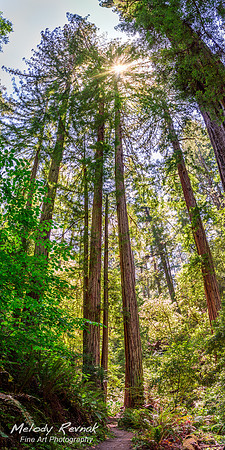 Redwood Grove LE - Taylor State Park