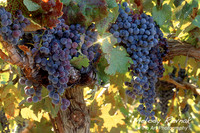 Old Vine - Napa Valley