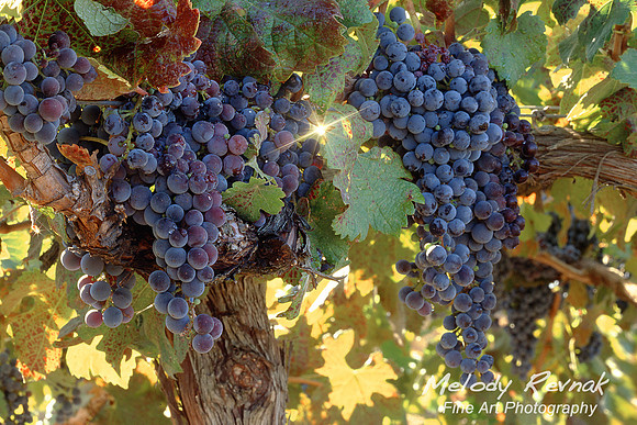 Old Vine - Napa Valley