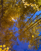Aspen Reflection - Lake Tahoe
