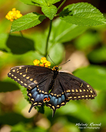 Black Swallowtail LE
