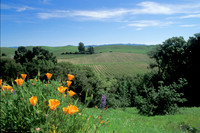 Vineyard - Napa Valley