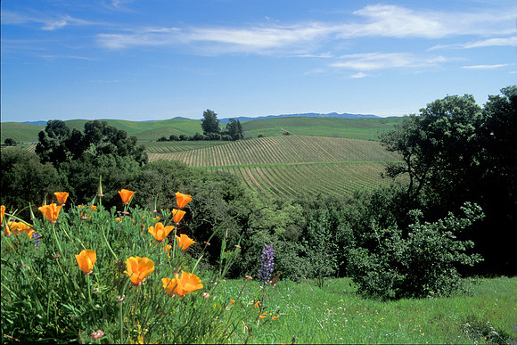 Vineyard - Napa Valley