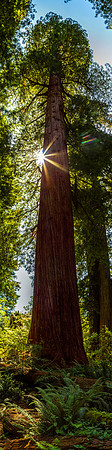 Magnificent Redwood LE -Redwood National Park