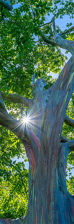 Rainbows - Rainbow Eucalyptus Maui