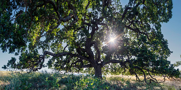 Old Soul- LE Oak Tree Mount Diablo East Bay